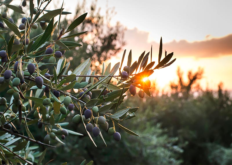 category photo corinth olives